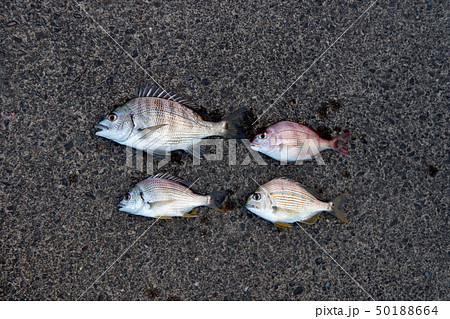 色んな魚 釣果 色んな魚 釣果 50188664