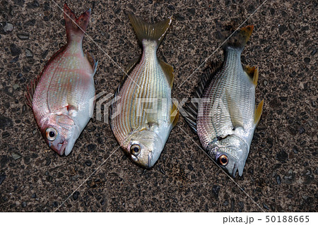 色んな魚　釣果 50188665