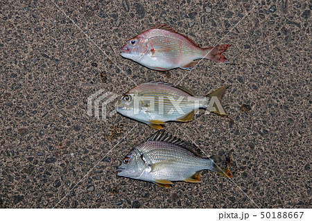 色んな魚 釣果 色んな魚 釣果 50188667