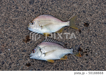 色んな魚　釣果 50188668
