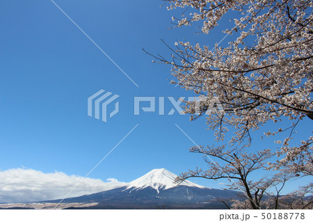 新倉山から望む富士山と桜 50188778