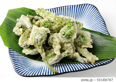こごみの天麩羅 50188787