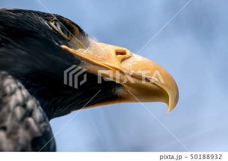 オオワシ　旭川市旭山動物園 50188932