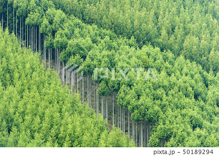 京都北山杉 50189294