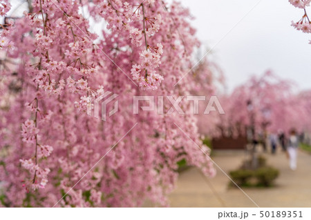 日中線のしだれ桜　福島喜多方 50189351