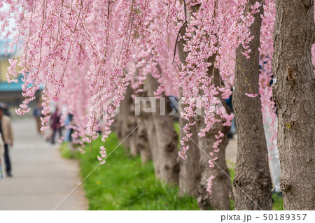 日中線のしだれ桜 福島喜多方 日中線のしだれ桜 福島喜多方 50189357
