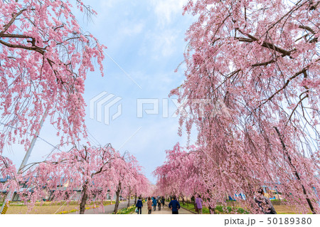 日中線のしだれ桜　福島喜多方 50189380