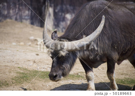 和歌山県南紀白浜のアドベンチャーワールドのアジアスイギュウ 和歌山県南紀白浜のアドベンチャーワールドのアジアスイギュウ 50189663