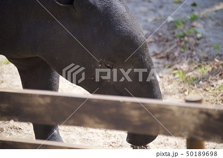 和歌山県南紀白浜のアドベンチャーワールドのマレーバク 和歌山県南紀白浜のアドベンチャーワールドのマレーバク 50189698