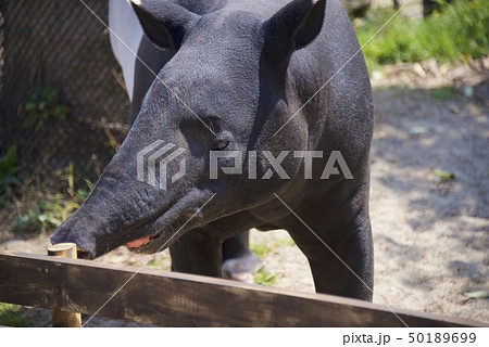 和歌山県南紀白浜のアドベンチャーワールドのマレーバク 50189699