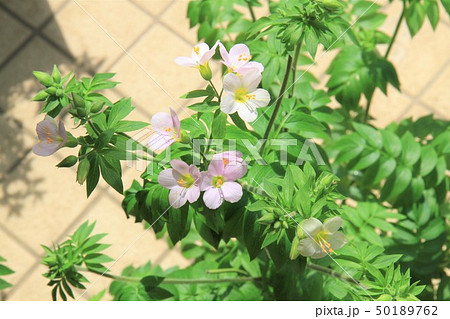 ポレモニウム アプリコットデライト ポレモニウム アプリコットデライト 50189762