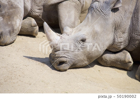 和歌山県南紀白浜のアドベンチャーワールドのミナミシロサイ 50190002