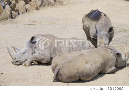和歌山県南紀白浜のアドベンチャーワールドのミナミシロサイ 50190004