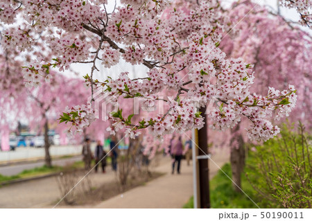 日中線の桜　福島喜多方　 50190011