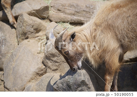 和歌山県南紀白浜のアドベンチャーワールドのヒマラヤタール 50190055