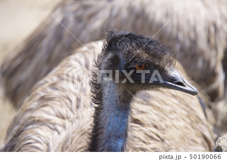 和歌山県南紀白浜のアドベンチャーワールドのエミュー 50190066