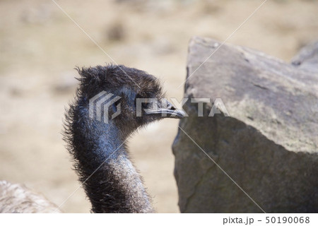 和歌山県南紀白浜のアドベンチャーワールドのエミュー 50190068