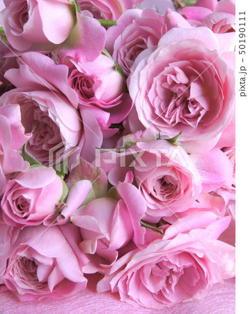 ピンクのバラの花束 ピンクのバラの花束 50190111