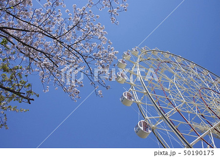 和歌山県南紀白浜のアドベンチャーワールドの桜と観覧車の写真素材