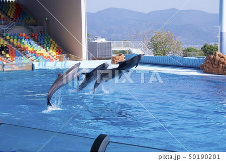 和歌山県南紀白浜のアドベンチャーワールドのドルフィンショー 50190201