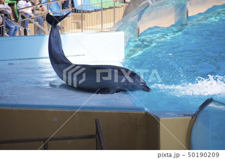 和歌山県南紀白浜のアドベンチャーワールドのドルフィンショーの写真素材
