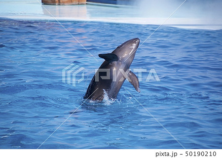 和歌山県南紀白浜のアドベンチャーワールドのドルフィンショーの写真素材
