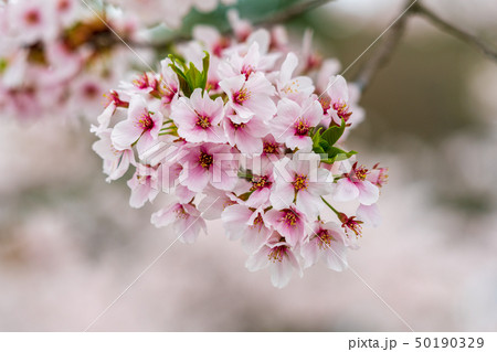 上野尻ダムの桜 福島西会津 上野尻ダムの桜 福島西会津 50190329