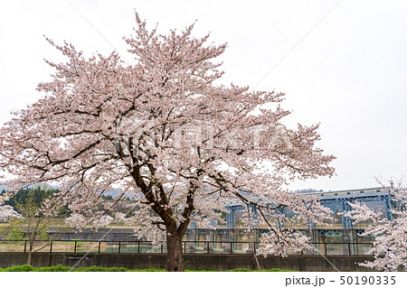 上野尻ダムの桜 福島西会津 上野尻ダムの桜 福島西会津 50190335