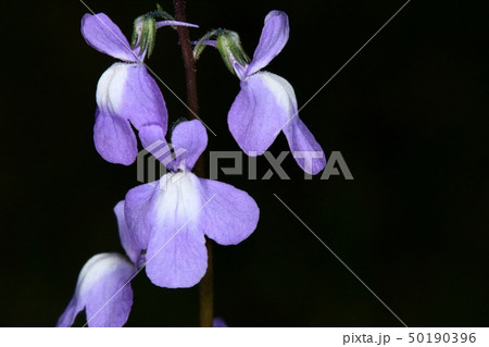 自然 植物 マツバウンラン 薄い青紫の花 北米原産の外来種 関東以西で普通だそうですの写真素材