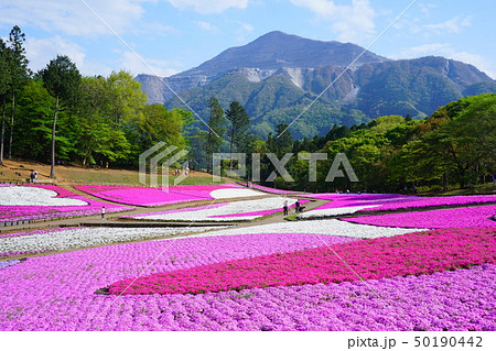 武甲山と芝桜7 50190442