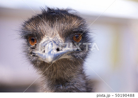 和歌山県南紀白浜のアドベンチャーワールドのエミューの写真素材