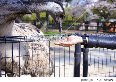 和歌山県南紀白浜のアドベンチャーワールドのエミュー 餌やり の写真素材