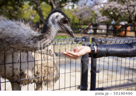 和歌山県南紀白浜のアドベンチャーワールドのエミュー（餌やり） 50190490