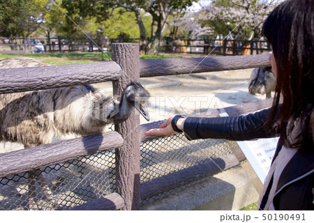 和歌山県南紀白浜のアドベンチャーワールドのエミュー（餌やり） 50190491