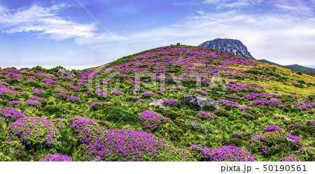 漢拏山 花 チョルチュクコト 50190561