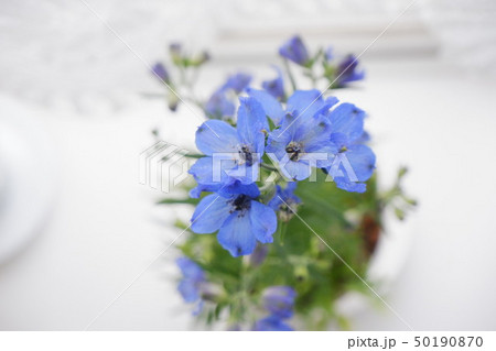 青い花 50190870