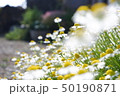 小さな白い花 小さな白い花 50190871