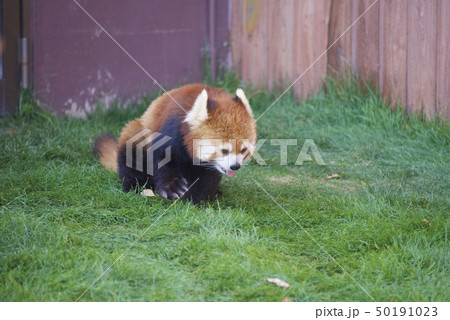 和歌山県南紀白浜のアドベンチャーワールドのレッサーパンダ 和歌山県南紀白浜のアドベンチャーワールドのレッサーパンダ 50191023