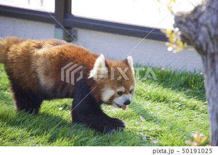 和歌山県南紀白浜のアドベンチャーワールドのレッサーパンダ 50191025