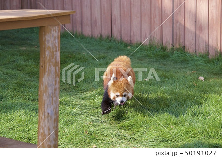 和歌山県南紀白浜のアドベンチャーワールドのレッサーパンダ 50191027