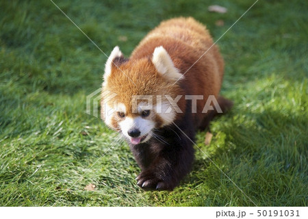 和歌山県南紀白浜のアドベンチャーワールドのレッサーパンダ 和歌山県南紀白浜のアドベンチャーワールドのレッサーパンダ 50191031