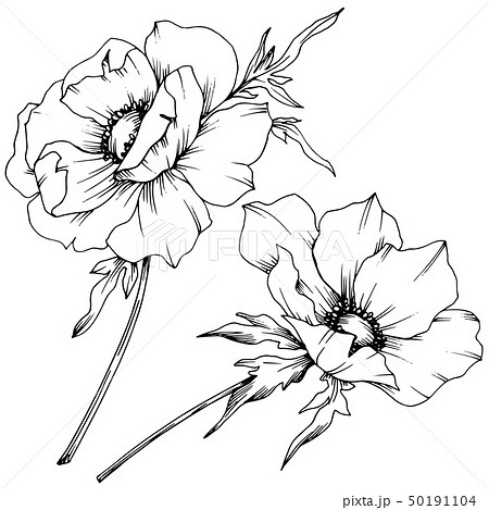 Vector Anemone floral botanical flowers. Black and white engraved ink art. Isolated anemone 50191104