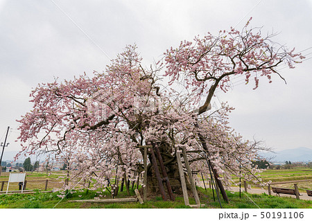 米沢の千歳桜　福島会津美里 50191106