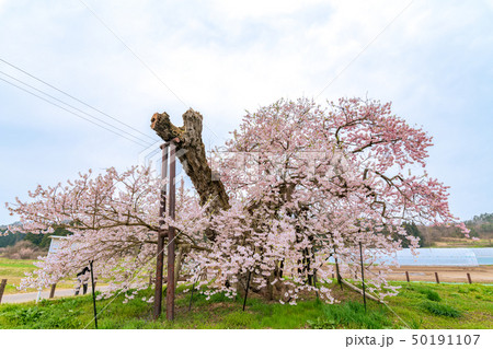 米沢の千歳桜 福島会津美里 米沢の千歳桜 福島会津美里 50191107