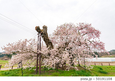 米沢の千歳桜　福島会津美里 50191108