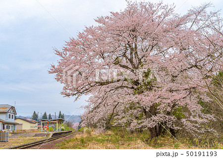 上野尻駅の桜 福島西会津 上野尻駅の桜 福島西会津 50191193