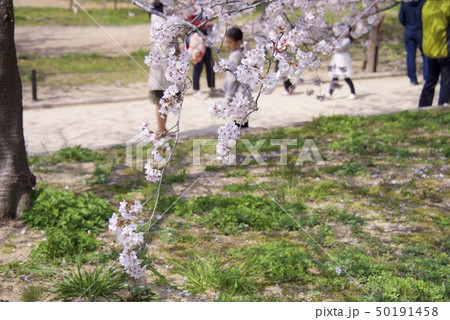 兵庫県西宮市の越水浄水場の桜の通り抜け（2019年） 50191458