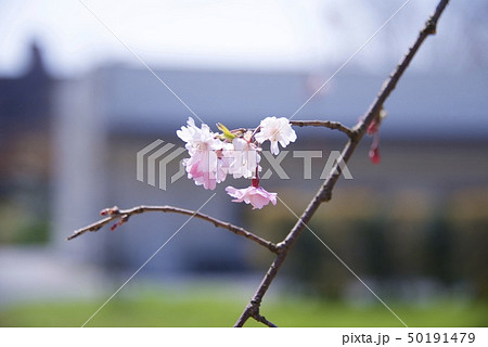 兵庫県西宮市の越水浄水場の桜の通り抜け(2019年) 兵庫県西宮市の越水浄水場の桜の通り抜け(2019年) 50191479