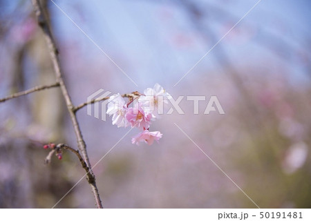 兵庫県西宮市の越水浄水場の桜の通り抜け（2019年） 50191481