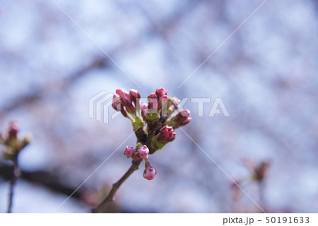 兵庫県西宮市の越水浄水場の桜の通り抜け(2019年) 兵庫県西宮市の越水浄水場の桜の通り抜け(2019年) 50191633